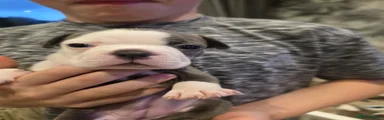 Boston Terrier 7