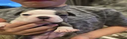 Boston Terrier dogs for sale: Health-Tested KC Registered Boston Terrier Puppies in Salford - Advert 6