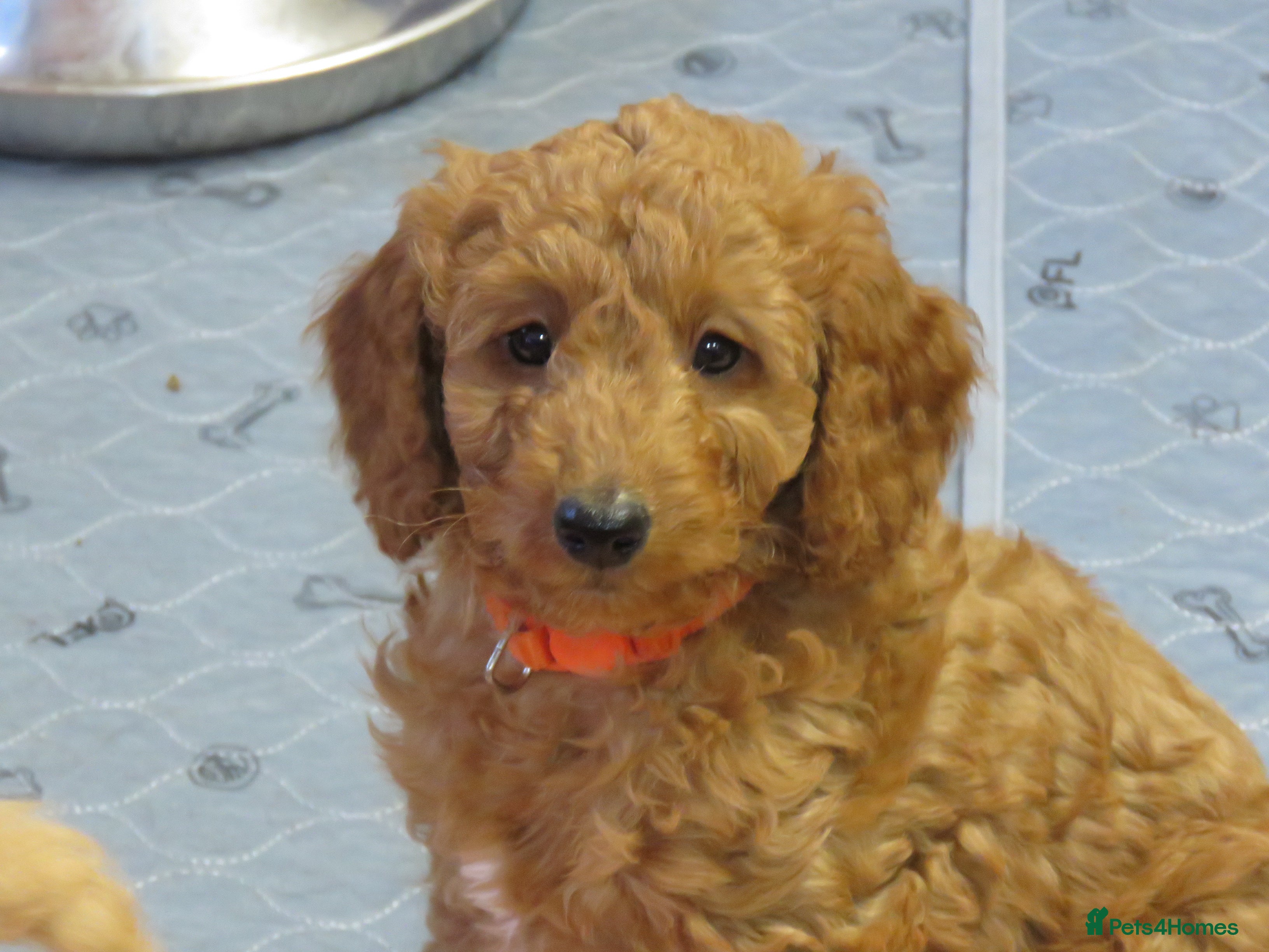 Cockapoo dogs Beautiful DNA Health tested Cockapoos - Advert 5