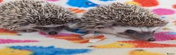 Pygmy Hedgehog rodents for sale: Reduced!!! 3 Stunning Females. Ready Now!!!! - Advert 12