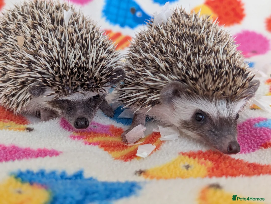Pygmy Hedgehog rodents for sale: Reduced!!! 3 Stunning Females. Ready Now!!!! - Advert 12