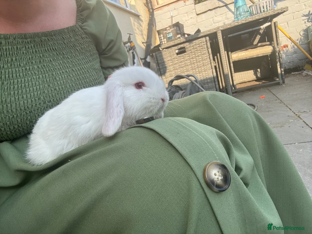 Mini Lop rabbits for sale: Two minilop bunnies for sale in Manchester - Advert 2