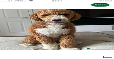 Goldendoodle dogs - Advert 7