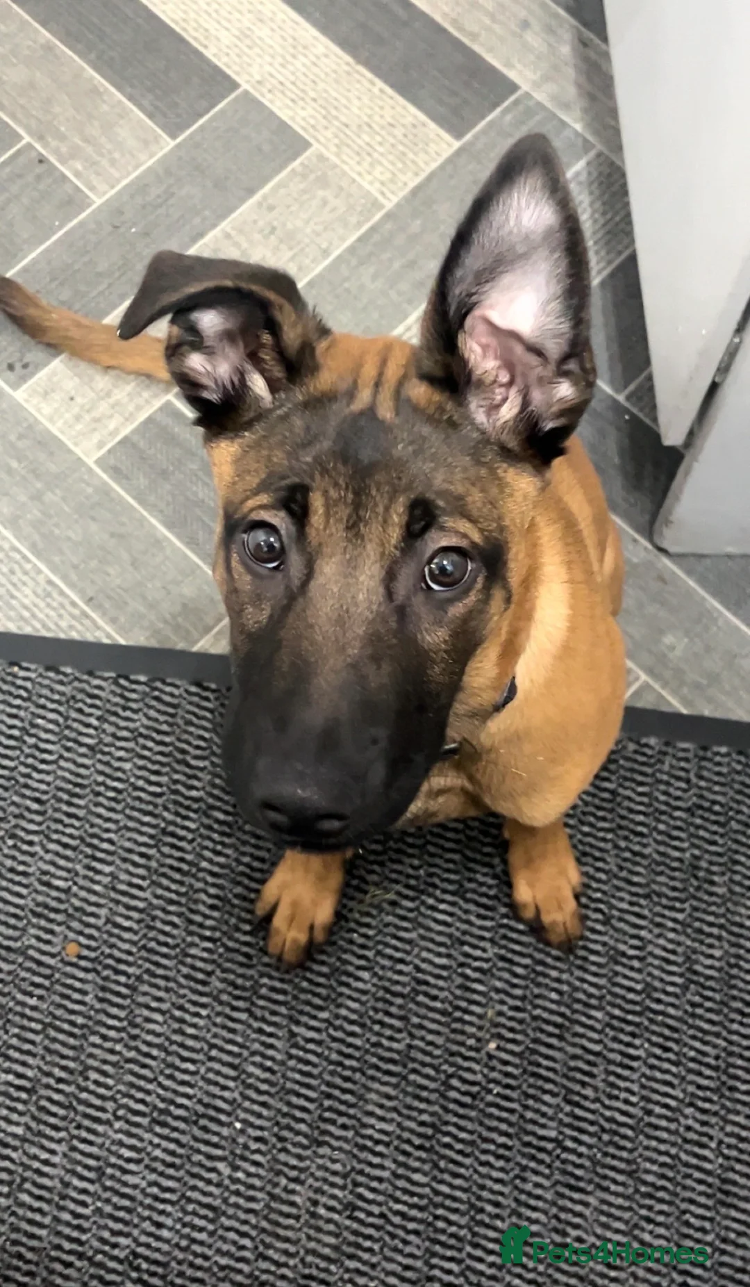 Mixed Breed dogs for sale: Belgian Mallinois X Greyhound - Advert 2