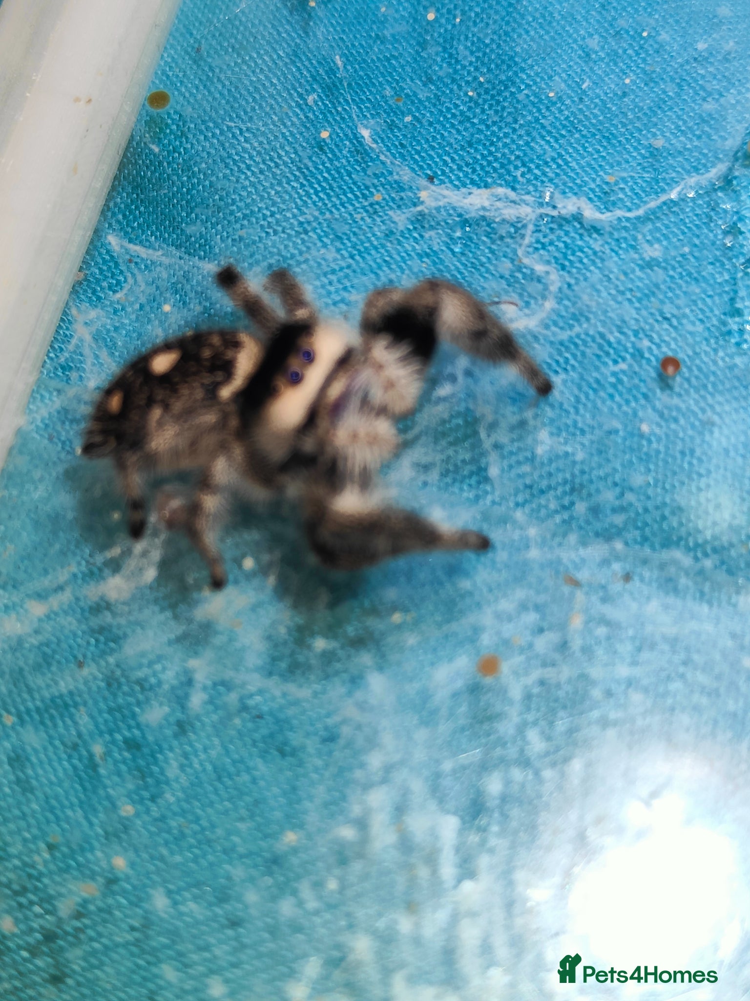 Spiders invertebrates Jumping spiders/P.regius/ - Advert 12