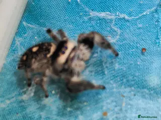 Spiders invertebrates Jumping spiders/P.regius/ - Advert 11