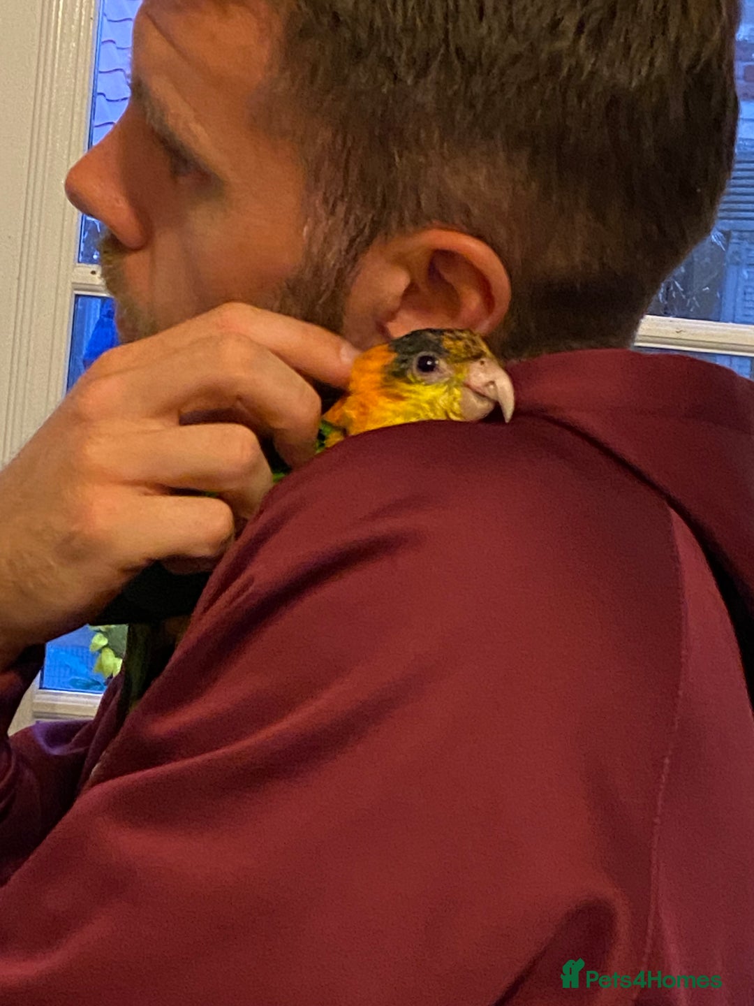Parrots birds for sale: Yellow Thighed Caique - Image 5