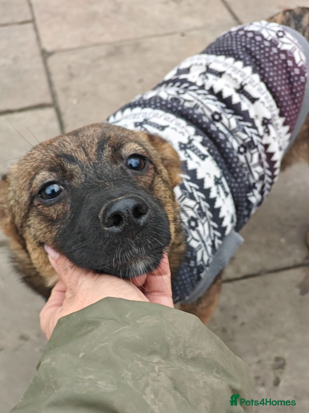 Mixed Breed dogs for adoption: 💖🐶 KNOPA 🐶💖 - Image 10