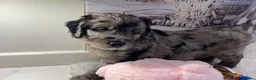 Goldendoodle dogs for sale: Gorgeous Goldendoodle puppies - Advert 30