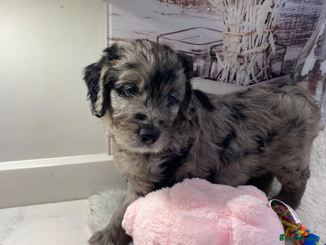 Goldendoodle dogs for sale: Gorgeous Goldendoodle puppies - Advert 30