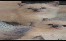 Ragdoll cats for sale: Stunning Ragdolls  - Image 10
