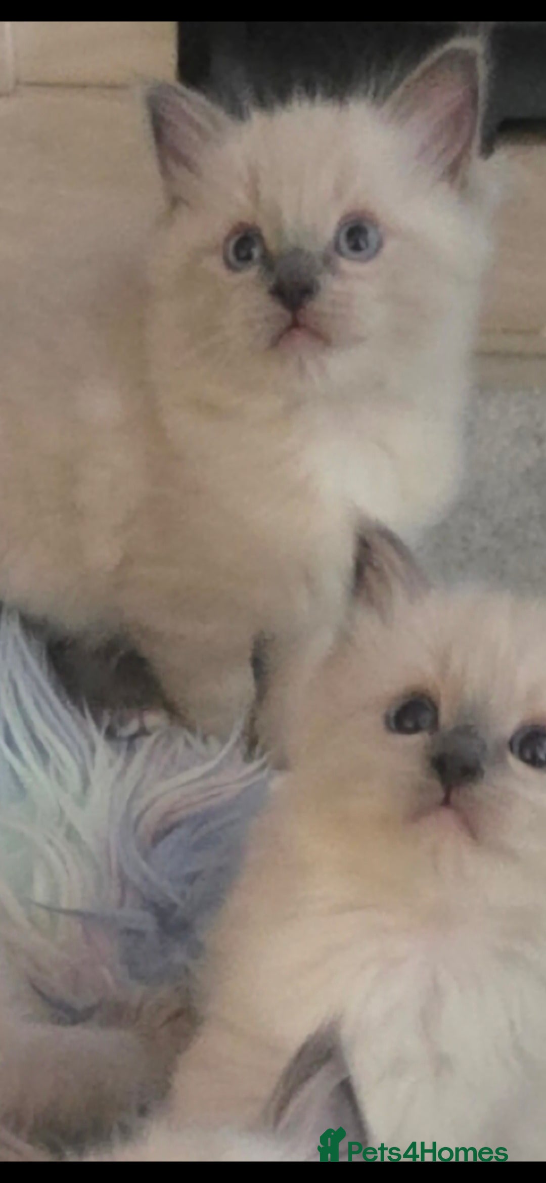 Ragdoll cats for sale: Stunning Ragdolls  - Image 10