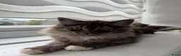 Mixed Breed cats for sale: beautiful persian chinchilla ragdoll babies - Advert 4