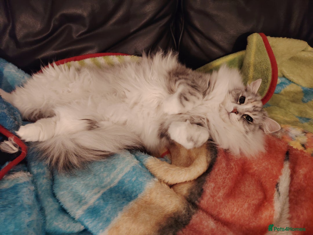 Norwegian Forest Cat cats for sale: Freya - Norwegian Forest Cat - Advert 3