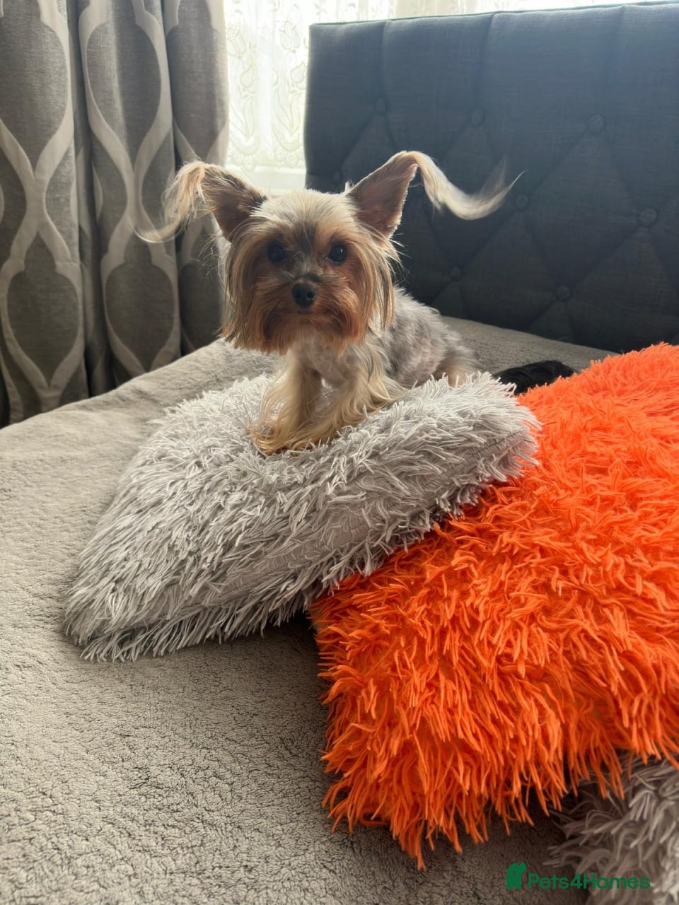 Yorkshire Terrier dogs mini Yorkshire terrier girl - Advert 14