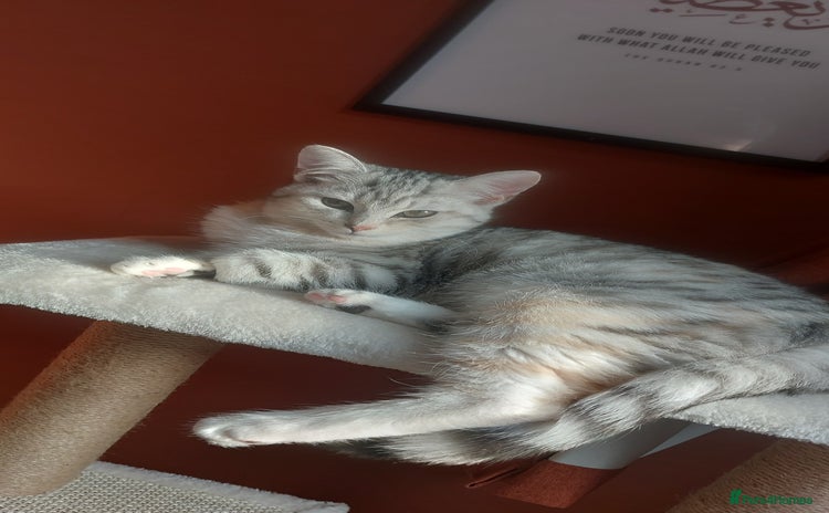 British Shorthair cats - Advert 12
