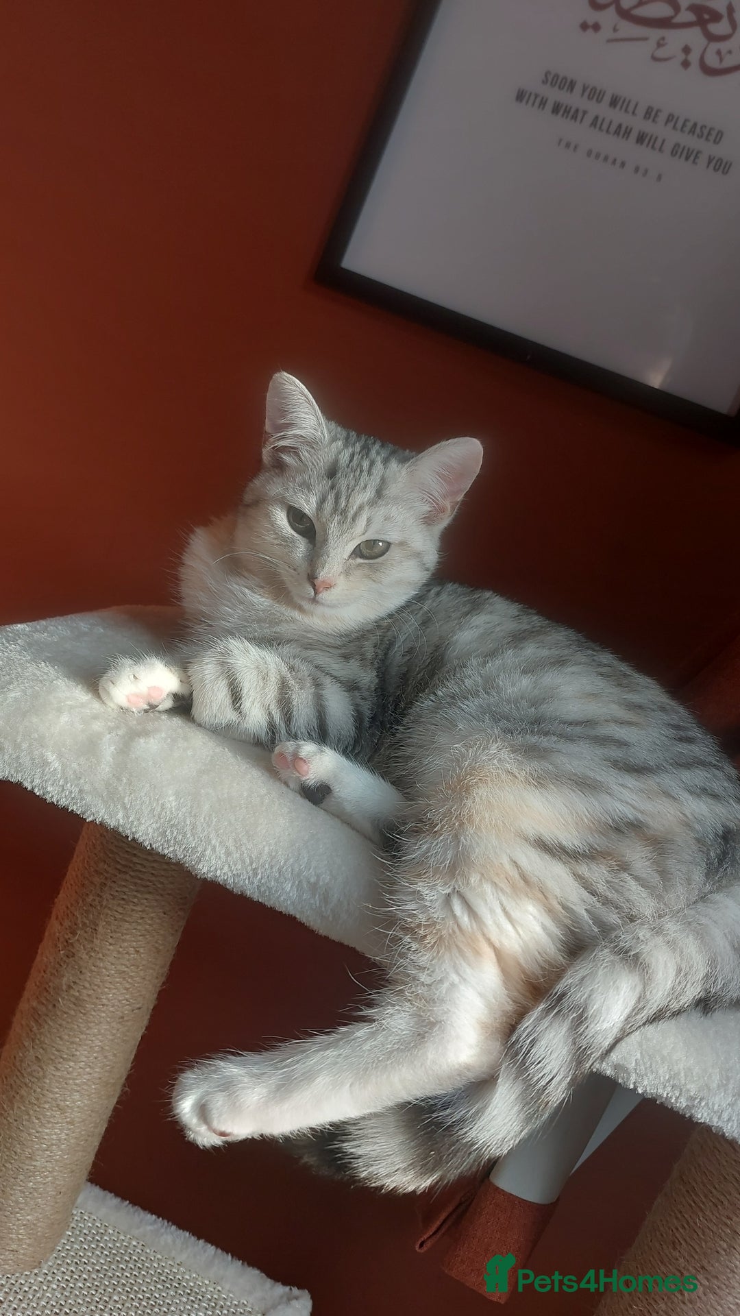 British Shorthair cats for stud: Pretty BSH looking for STUD - Image 1