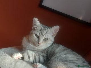 British Shorthair cats - Advert 32