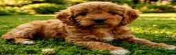 Cavapoo dogs for sale: Adorable F1 Cavapoo Puppies Available Now!!!!! - Advert 8