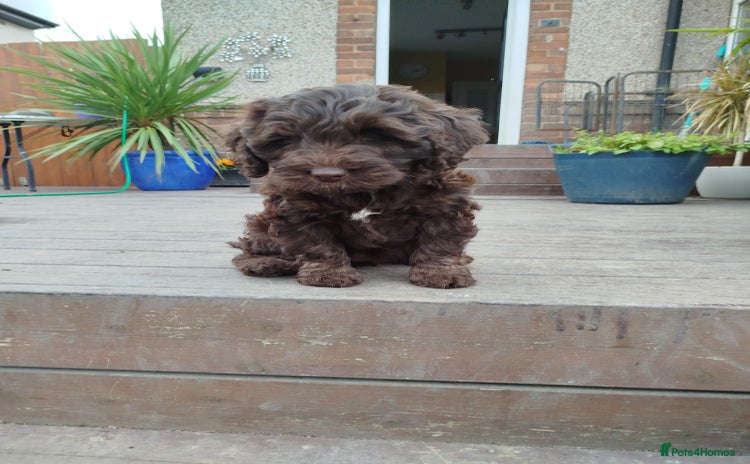 Cockapoo dogs - Advert 14