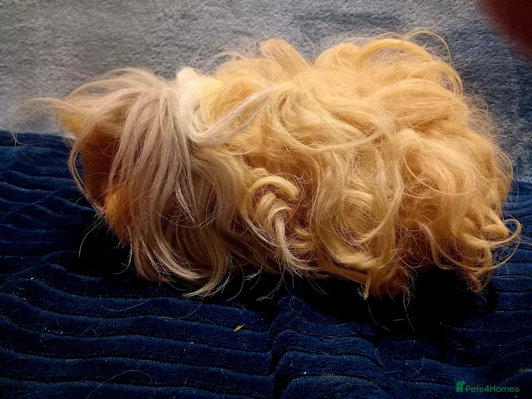 Guinea Pig rodents for sale: Pure Lunkarya Boar  - Advert 1