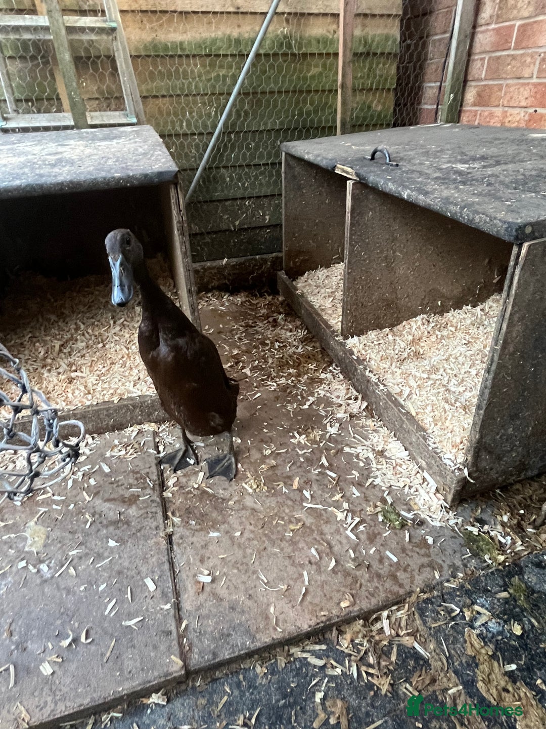 Ducks poultry for sale: Runner ducklings - Image 19