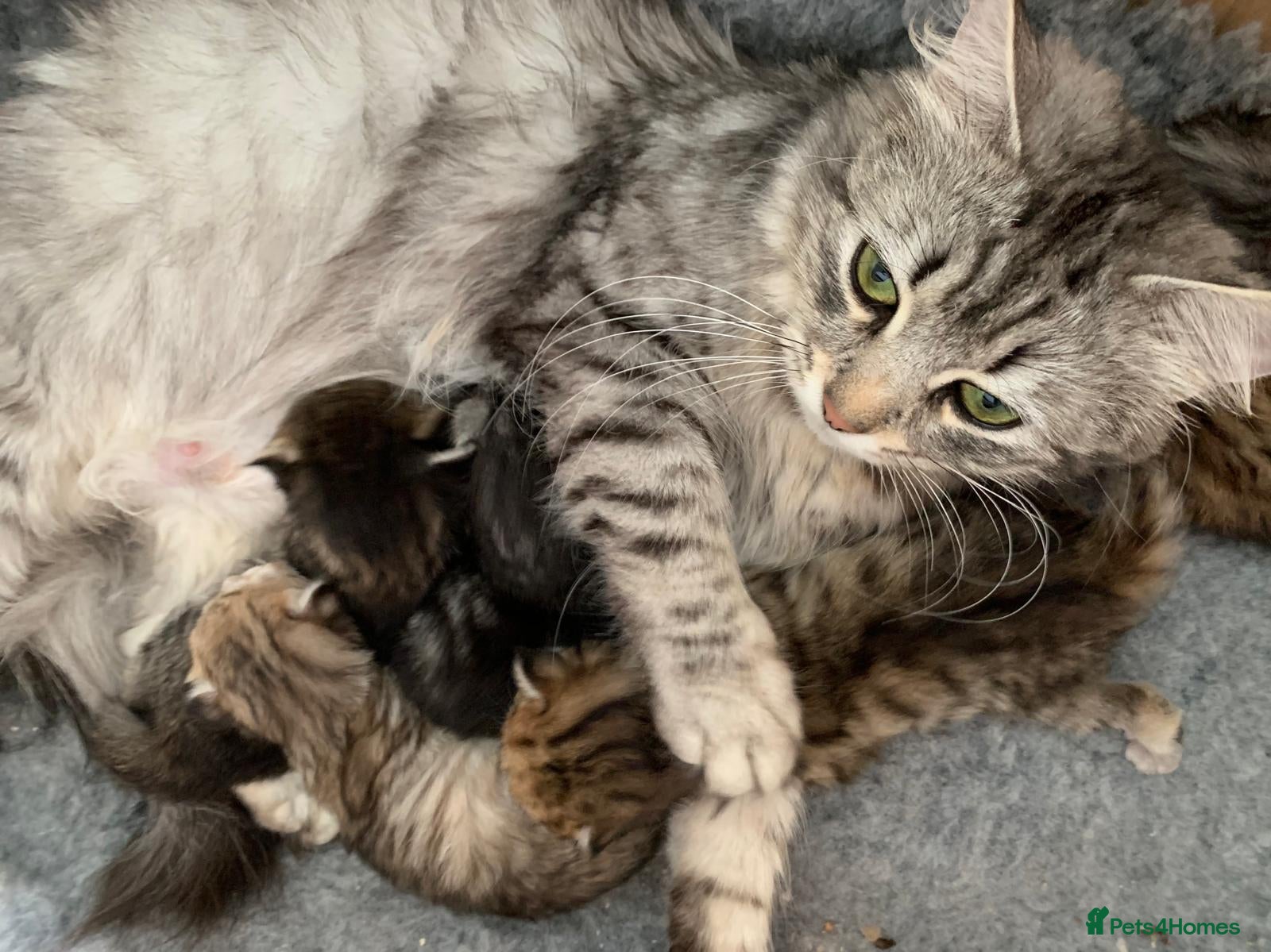 Siberian cats Beautiful Pedigree Kittens Seeking Loving Homes - Advert 1