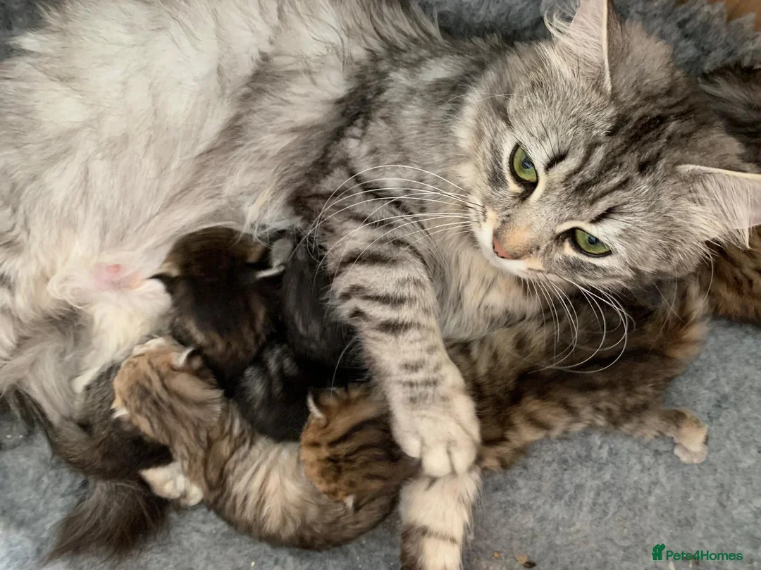 Siberian cats for sale: Beautiful Pedigree Kittens Seeking Loving Homes - Advert 1