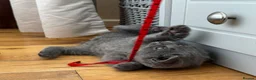 British Shorthair cats for sale: BBSH, GCCF : ready to leave ❤️ - Advert 10