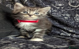 Maine Coon cats for sale: Maine Coon kittens  - Image 2