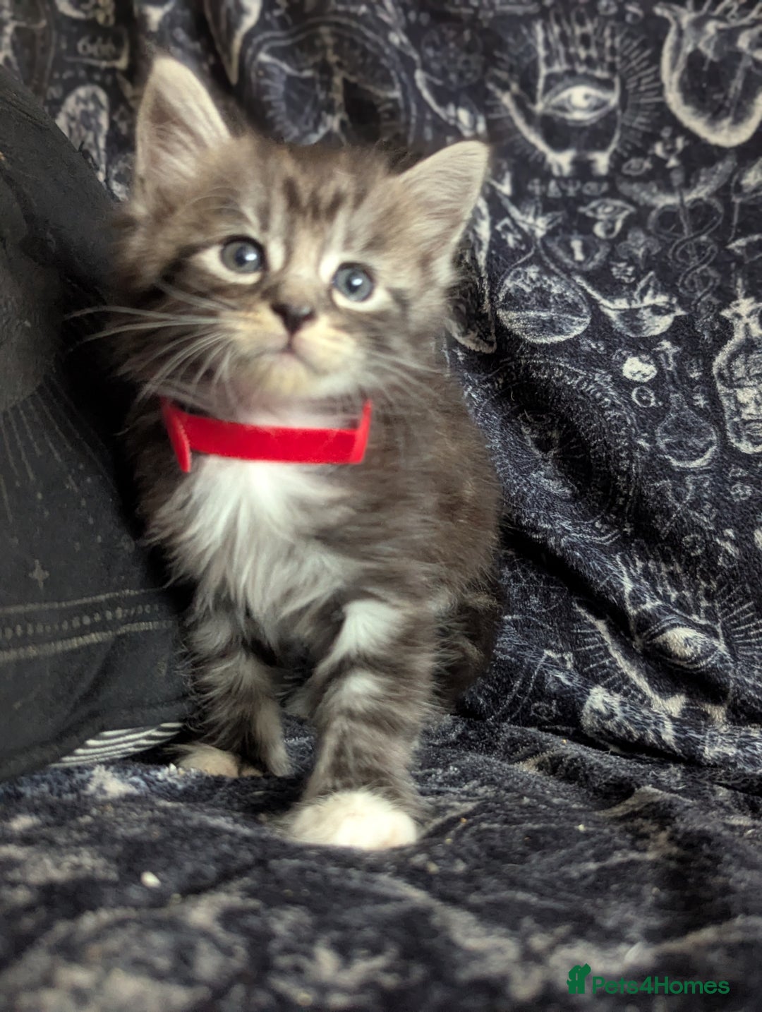 Maine Coon cats for sale: Maine Coon kittens  - Image 2