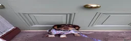 Sprocker dogs for sale: REHOME Cocker/ Springer spaniel girl (5 months) - Advert 5