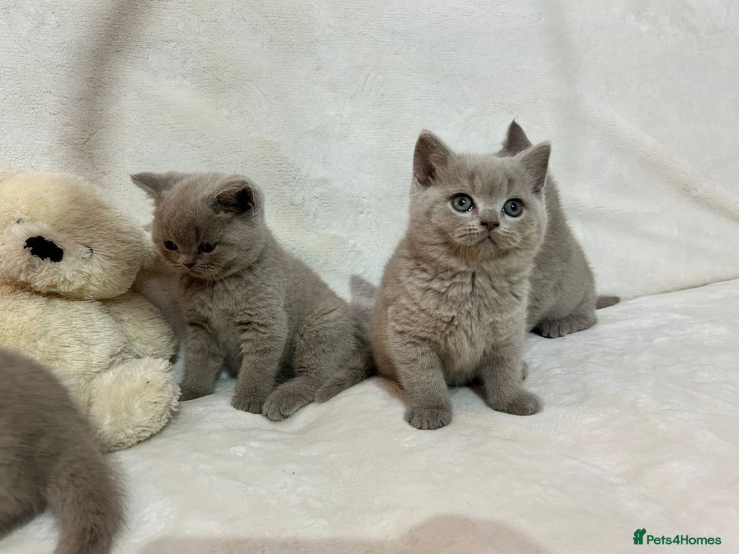 British Shorthair cats for sale: Stunning British Shorthair Lilac are available  - Advert 9