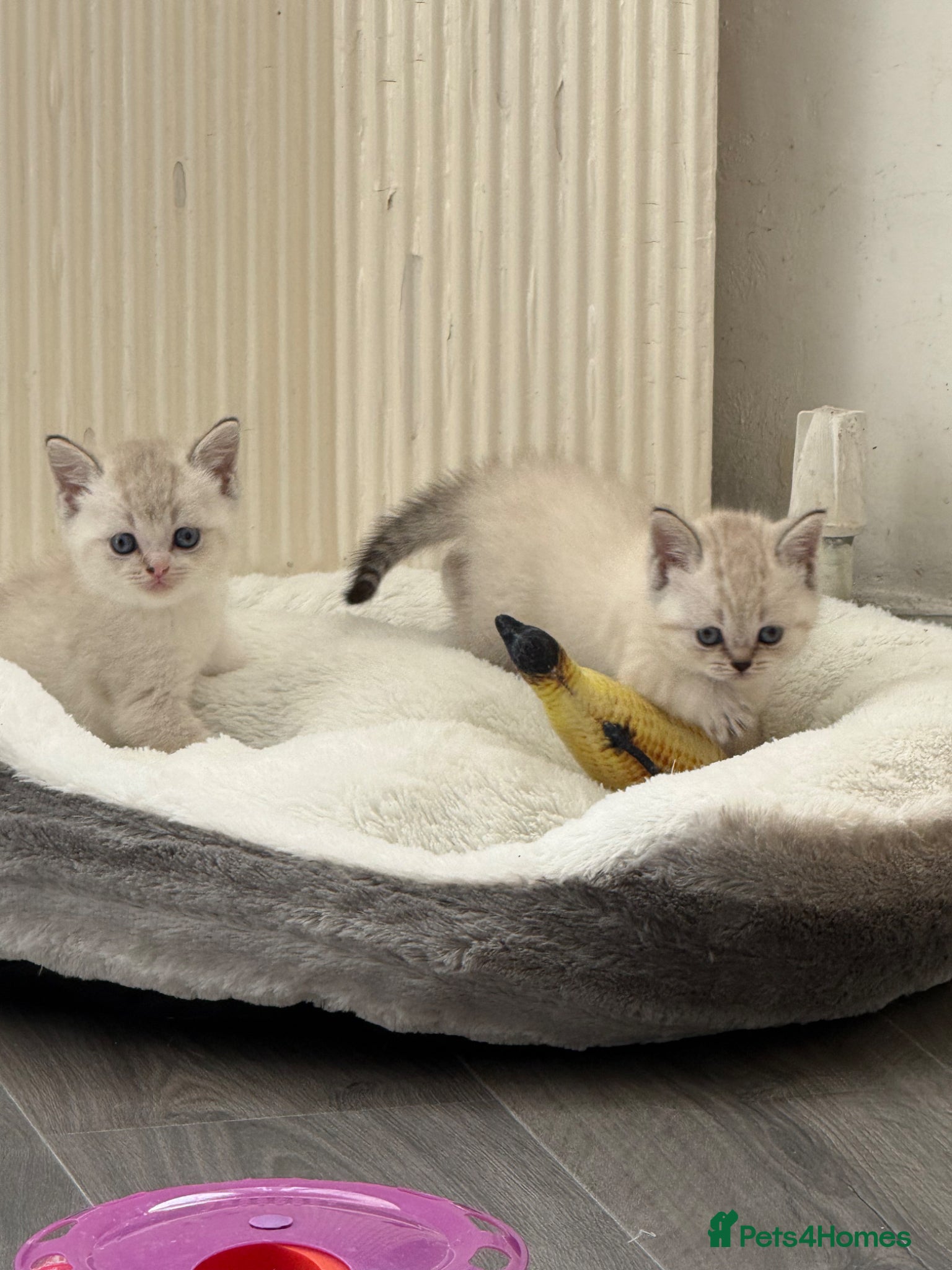 British Shorthair cats for sale: British Shorthair kittens - Advert 8