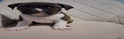 Mixed Breed dogs for sale: American bully Staffordshire bull terrier Puppies  - Advert 21