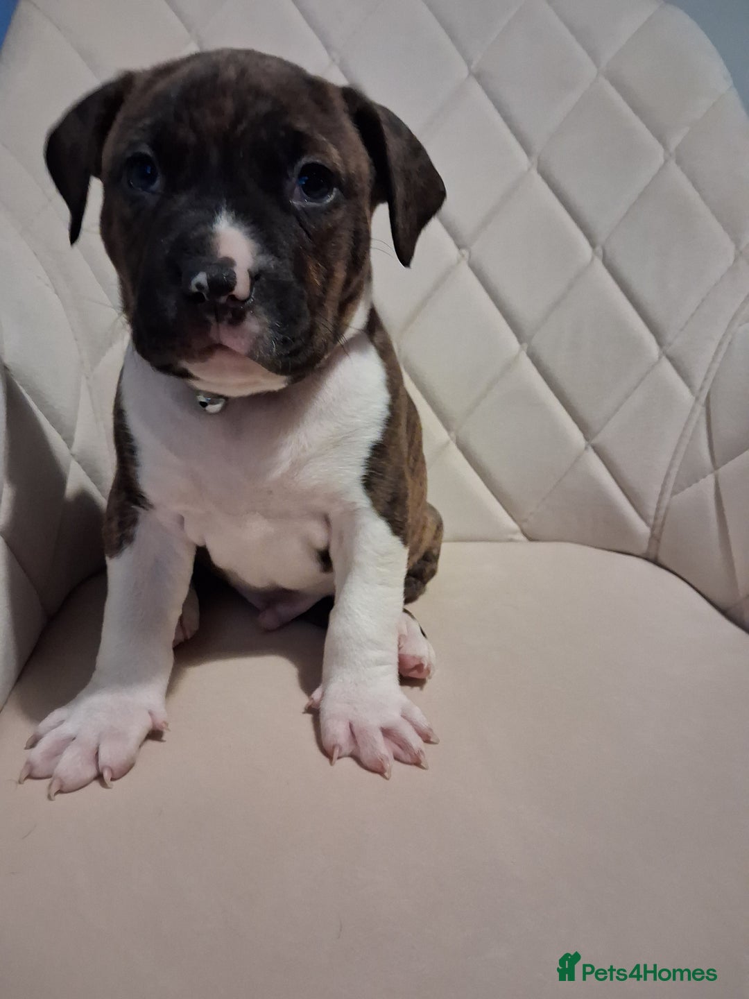 Mixed Breed dogs for sale: American bully Staffordshire bull terrier Puppies  - Advert 21