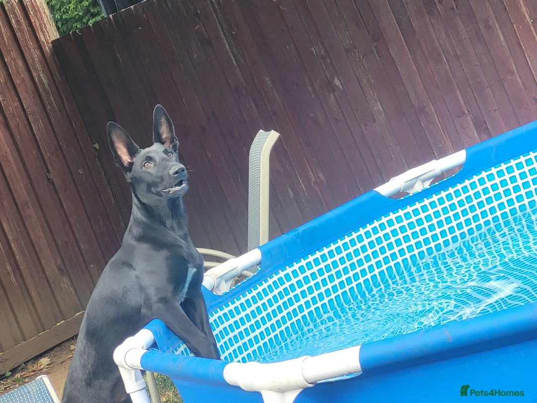 Belgian Shepherd Dog dogs for sale: Belgian sheppard milanios  in Castleford - Advert 6