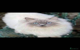 Ragdoll cats for sale: Adorable ragdoll kittens  - Image 17