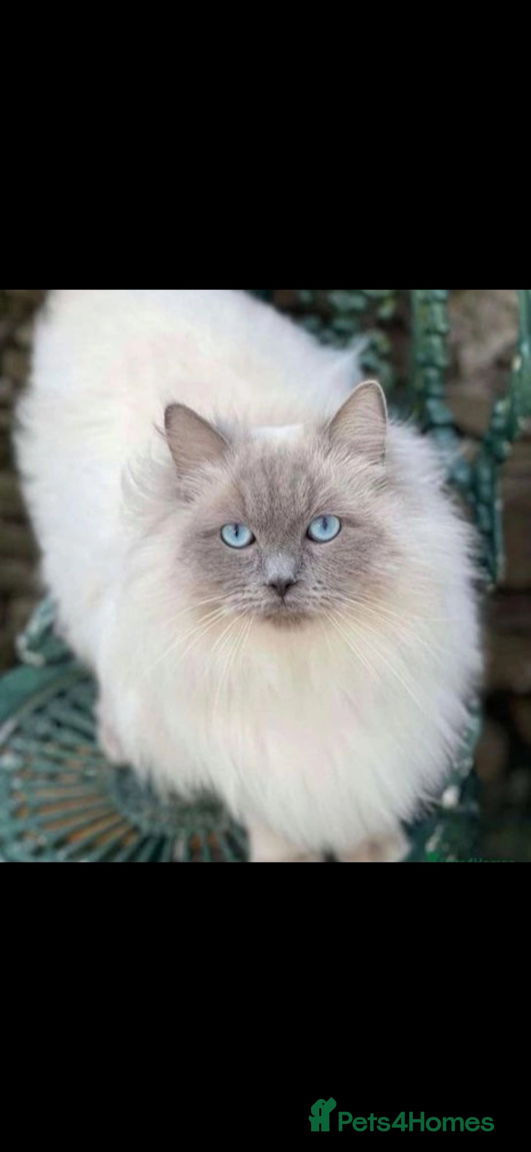 Ragdoll cats for sale: Adorable ragdoll kittens  - Image 17