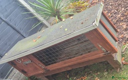 Guinea Pig rodents for sale: X2 Guinea pigs  - Image 5