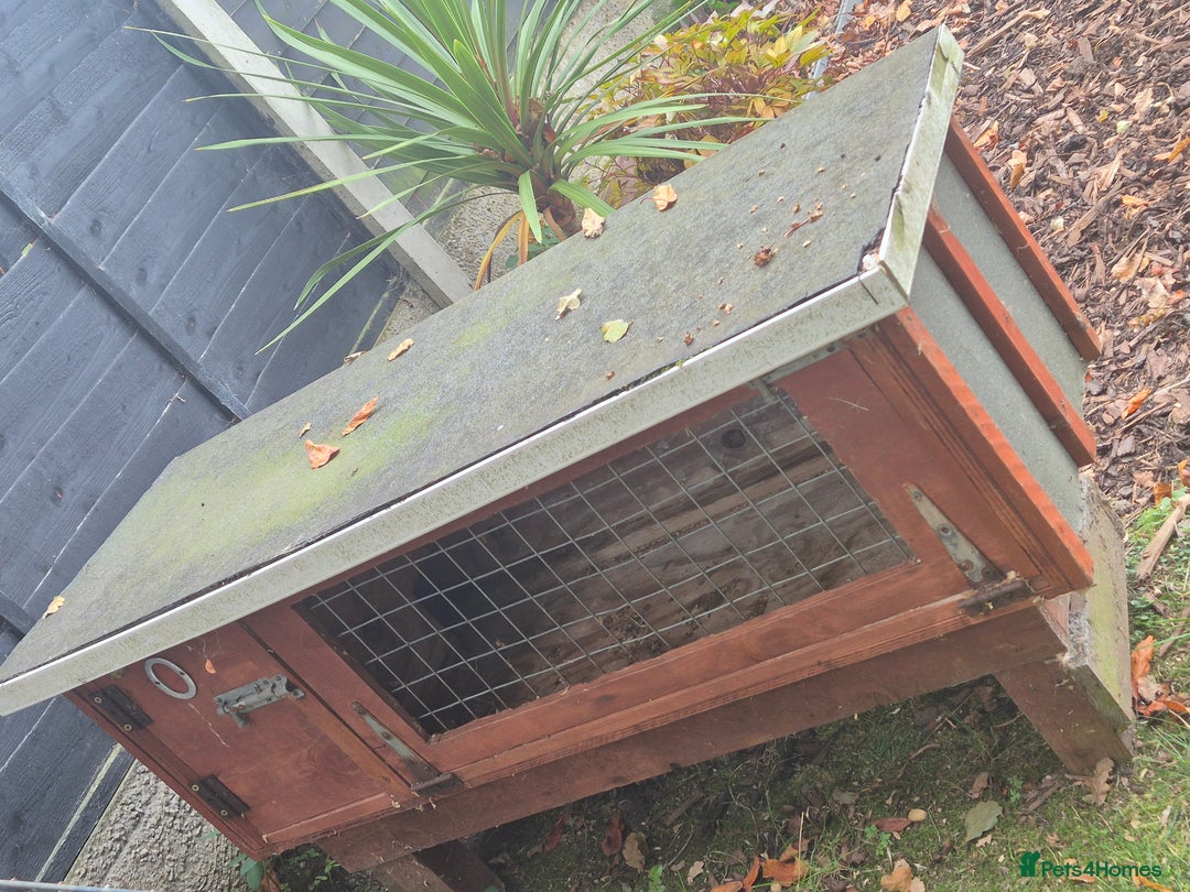 Guinea Pig rodents for sale: X2 Guinea pigs  - Image 5