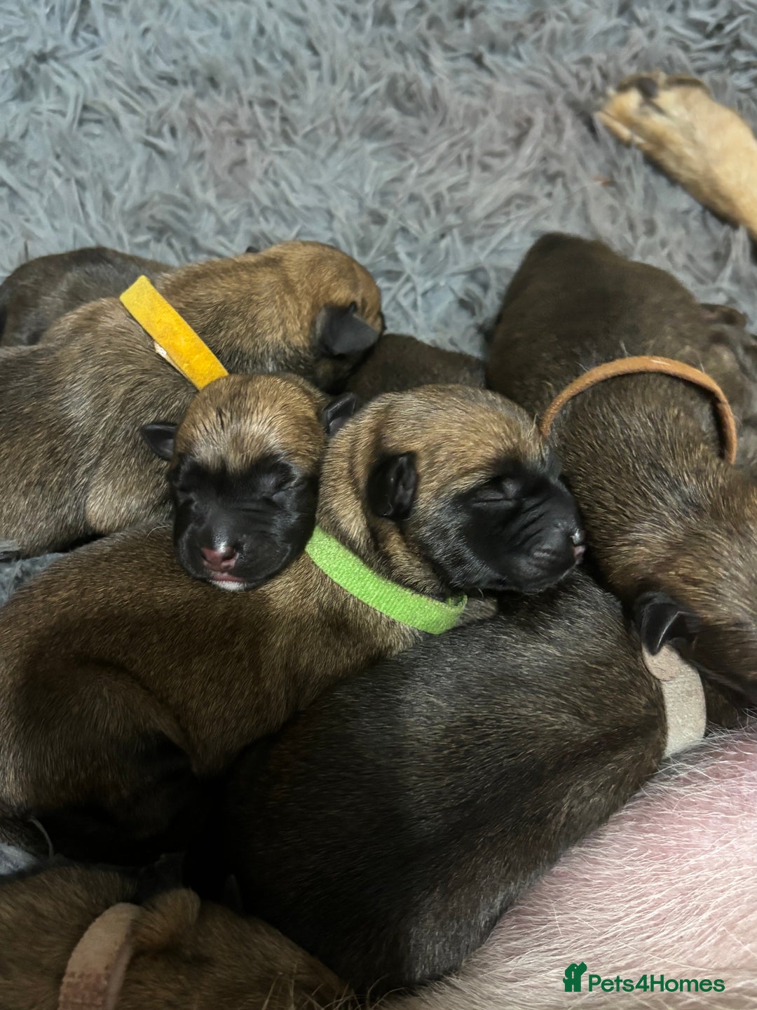 Belgian Shepherd Dog dogs for sale: 9 beautiful Belgium Mali  - Advert 9