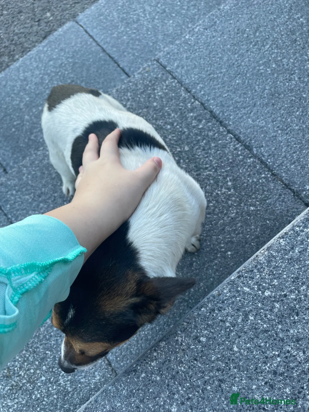 Jack Russell dogs for sale: Jack russel Male for sale (open to offers) in Yarm - Advert 5