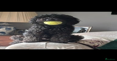 Mixed Breed dogs - Advert 2