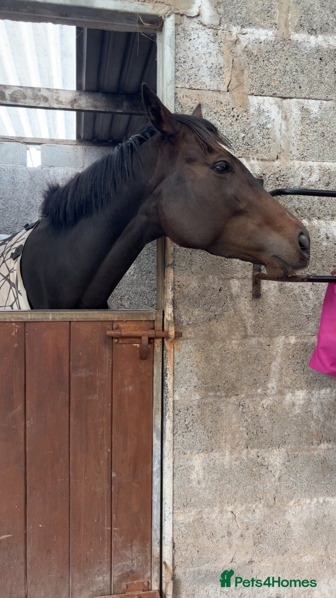 English Thoroughbred horses for sale: Lovely well put together 15.3 4yo Mare - Image 10