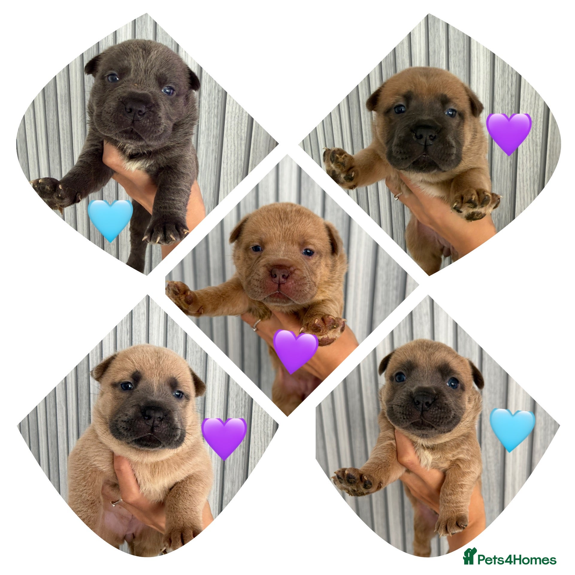Mixed Breed dogs Chowchow mix puppies.  - Advert 14