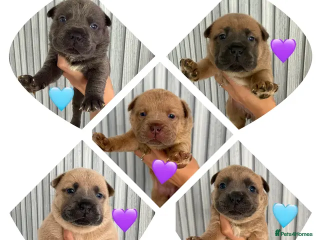 Mixed Breed dogs Chowchow mix puppies. - Advert 2