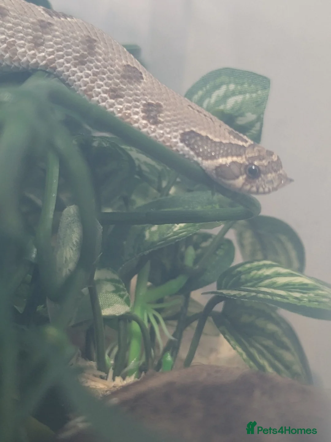 Mixed Breed reptiles for sale: Various snakes and lizards REDUCED  - Advert 12
