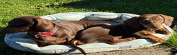 Miniature Dachshund dogs for sale: Gorgeous Miniature Dachshund Boy - Advert 2