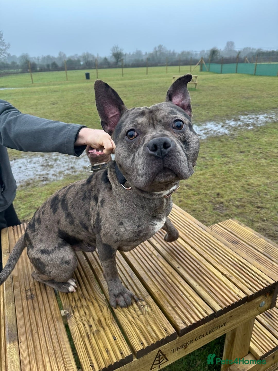 Mixed Breed dogs for sale: Storm - Advert 1